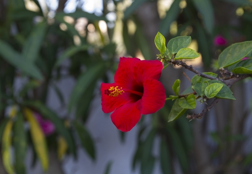 Fleur d'Ibiscus