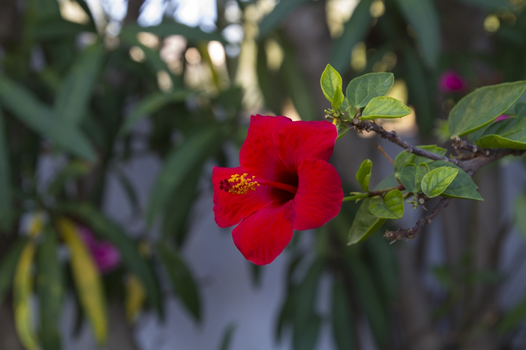 Fleur d'Ibiscus